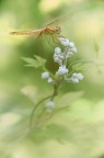 Crocothemis erythraea Crocothemis erythraea