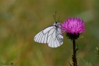 Aporia crataegi.