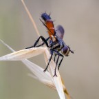 Macro_Quad_Mag2022 Macro_Quad_Mag2022