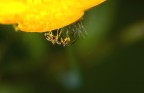 Per la serie...le formiche fanno anche questo...f/6.3 1/100 sec spot 100macro+36mm allungamento mano libera flash.