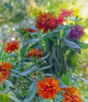 Fiori Fiori