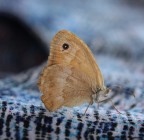 ala sottocchio ala sottocchio