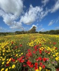 Natura