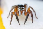 Salticidae Salticidae