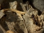 Formichiella Formichiella