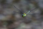 Aeshna cyanea Aeshna cyanea