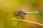 Orthetrum brunneum Orthetrum brunneum