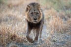 Botswana luglio 2022 Moremi National Park Mattina presto ci imbattiamo in due vecchi maschi.