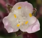 giallo su bianco giallo su bianco