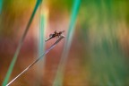 Libellula depressa fra le canne Libellula depressa fra le canne