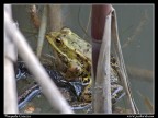 Scattata all'oasi del WWF con la mia fedele s5600.
380mm - f3.6 - 1/45sec - iso200