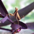 A me gli occhi A me gli occhi