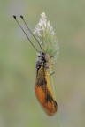 Libelloides longicornis Libelloides longicornis