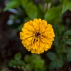 Fiorellino Fiorellino