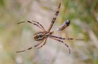 Un argiope avvolge la sua preda in una fitta tela, e pregusta un lauto spuntino...

[url=https://live.staticflickr.com/65535/52289857925_99821f72eb_o.jpg]Versione HD[/url]

Canon 1DX, Canon EF 100mm f/2.8 L Macro IS USM, 1/5 f/14.0, ISO 160, treppiede.
Commenti e consigli ben accetti.