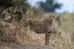 Ghepardo Ghepardo