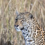 leopardo