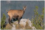 Camoscio alpino.
La loro innata curiosit li porta sempre a posizionarsi sui speroni rocciosi per avere tutto sotto controllo.