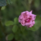 Piccolo sensore, piccola rosa Piccolo sensore, piccola rosa