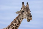Botswana luglio 2022
simpatico primo piano di giraffa