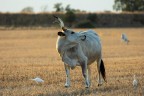 Vacca maremmana e aironi guardabuoi Vacca maremmana e aironi guardabuoi