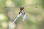 Libellula,Sympetrum sanguineum