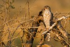 rapace