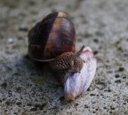 Buon Appetito ! Buon Appetito !