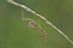 Empusa pennata Empusa pennata