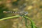 Onychogomphus forcipatus Onychogomphus forcipatus