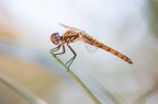 Trithemis annulata Trithemis annulata