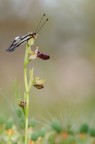 Ascafalo su Ophrys sphegodes Ascafalo su Ophrys sphegodes