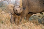 sony a7r3; sony200-600mm; iso2000; f7.1; 1-800sec
questo ''piccoletto'' mi ha emozionato, lo abbiamo trovato nel kruger, con la mamma e 6-7 elefanti intorno a noi, lui ha cominciato a osservarci, ad allargare le orecchie ad avanzare, eravamo soli e ci ha tenueto compagnia per una decina di minuti, per poi andare via di corsa visto che gli altri se ne stavano andando :)