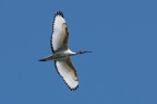 Ibis sacro Ibis sacro