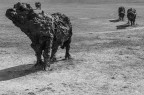 nella campagna Ravennate, ho trovato questi "monumenti" quasi a grandezza naturale che  mi hanno incuriosito e disposti  su un grande campo che a distanza sembravano reali.