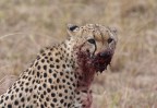 Ghepardo Ghepardo