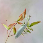 piccolo autunno... piccolo autunno...