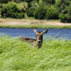 Waterbuck Antelope Waterbuck Antelope