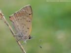 Lycaena phlaeas Lycaena phlaeas