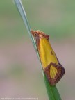Agapeta zoegana - l'invisibile Agapeta zoegana - l'invisibile