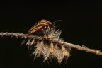 Graphosoma lineatum