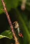 Panorpa communis (Mosaca scorpione) Panorpa communis (Mosaca scorpione)