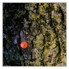 Una Punta di Arancio Una Punta di Arancio