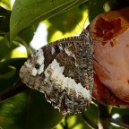 *** E poi dicono che campano a polline *** *** E poi dicono che campano a polline ***