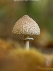 Lepiota cristata Lepiota cristata