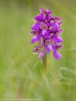 Anacamptis morio. orchidea spontanea di questa primavera. Scatto classico. 
Come sempre graditissimi commenti e critiche.