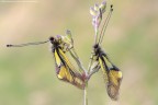 Libelloides coccajus Libelloides coccajus