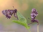 La Zerynthia, una delle farfalle pi belle ed affascinanti. In questo scatto sulla loro pianta nutrice, la aristolochia. 
Come sempre gradite critiche e commenti.