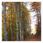 Passeggiando nel bosco d'autunno Passeggiando nel bosco d'autunno