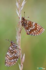 Melitaea athalia Melitaea athalia